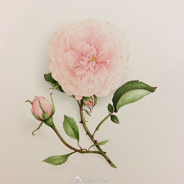 水彩花卉~【插画师：Aquarelles Botaniques】 ​ ​​​​