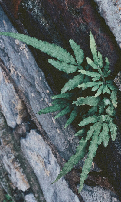 植物—门口墙上