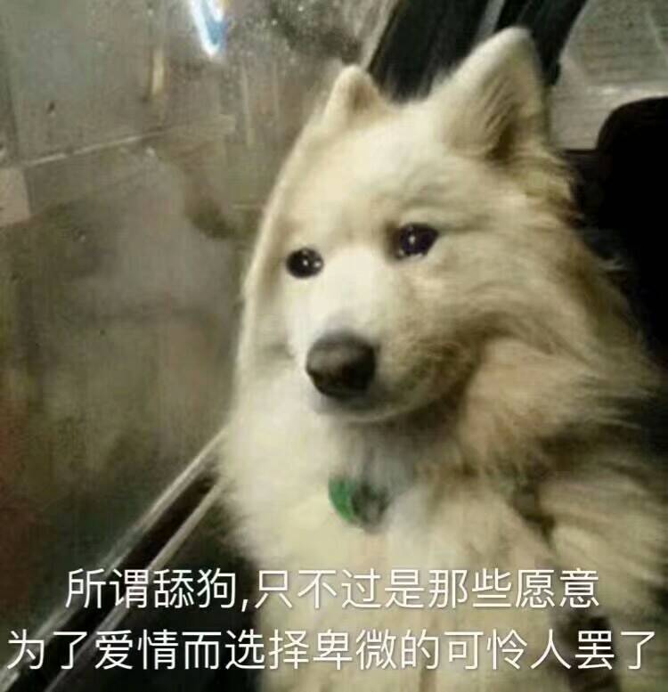 舔狗