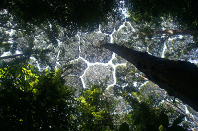 “Crown Shyness 树冠羞避”，指的是一些特定树种会有的现象。即使空间很拥挤，相邻的树木的树冠也互不遮挡，形成一个沟状的开口。感觉像是树木在互相“礼让”，各自有各自的一块空间，像拼图一样，有点奇妙   丨摄…