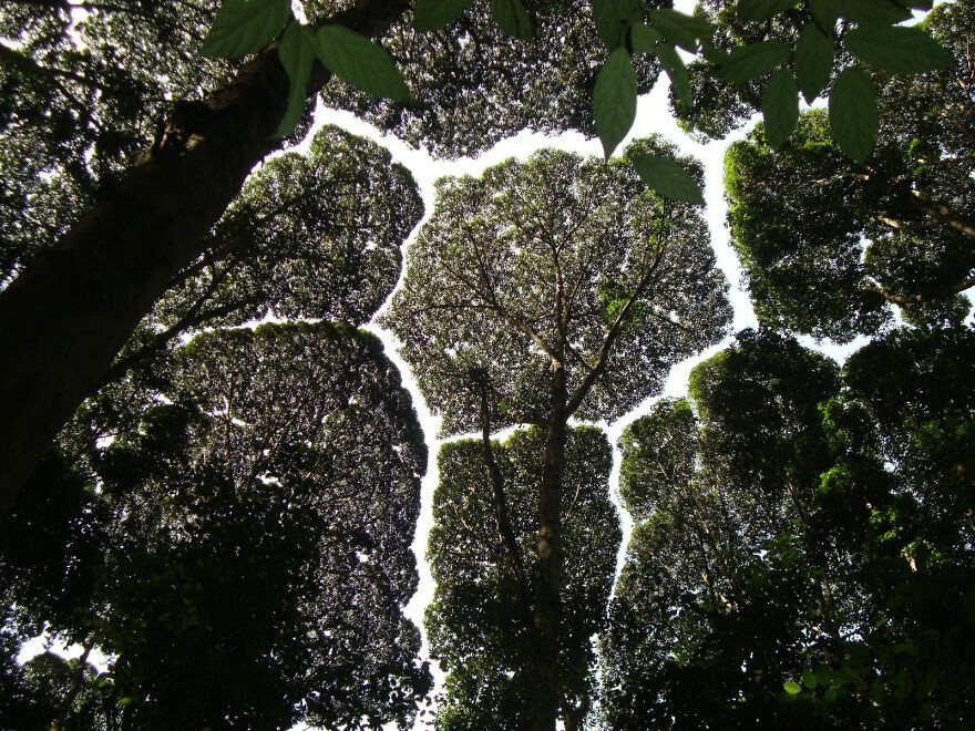 “Crown Shyness 树冠羞避”，指的是一些特定树种会有的现象。即使空间很拥挤，相邻的树木的树冠也互不遮挡，形成一个沟状的开口。感觉像是树木在互相“礼让”，各自有各自的一块空间，像拼图一样，有点奇妙   丨摄影师