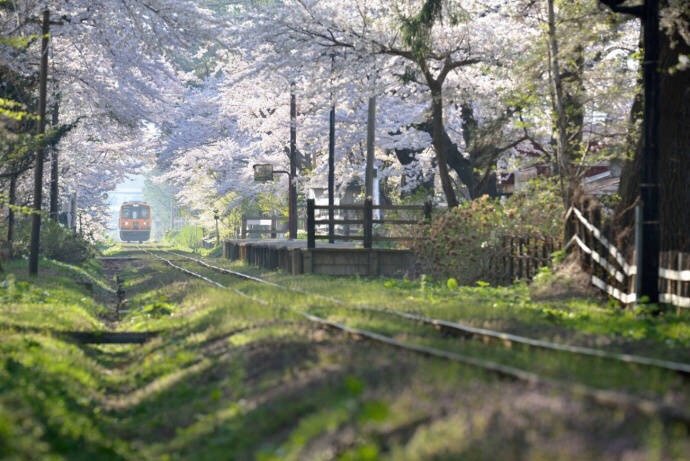 日本青森县的津轻铁道，想乘着小火车开往春天~by ShoShibata