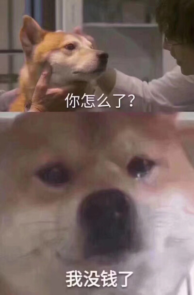 狗啊猫啊！