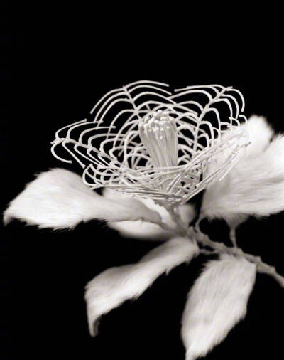 ]骨花 · 动物的骨骼再创作 | 日本艺术家 徳重秀樹 Hideki Tokushige ​