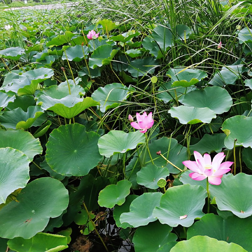 2018.7.29
早上去找他的时候走到半路下雨了
结果和他在宾馆等到雨停
中午雨停了之后去妈妈那里拿了些吃的
去公园吃一边看风景一遍吃的饭
吃完饭回去的时候这个大猪蹄子带我绕远路
还是个过不去的死路，气人
30号他就要回去了
我会好想好想好想好想他的
♥(ノ´∀`)