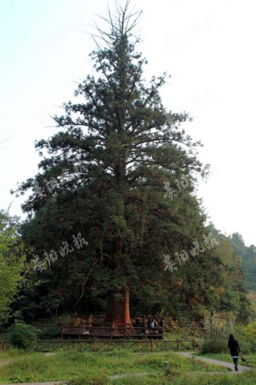 被誉为中国杉王的这棵大杉树,生长在习水县城外约9公里外的山区