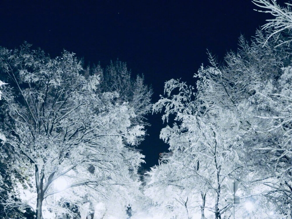 今天的北海道大学札幌校园 (via.ぬん)