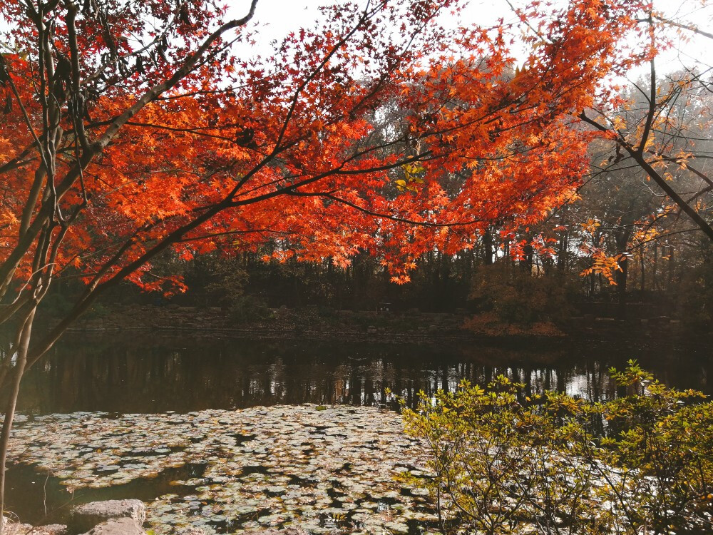 秋意浓