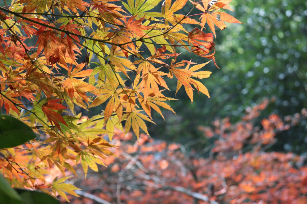 秋叶红了