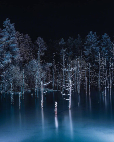 冬季的北海道美瑛青池夜景，见者好运❄️#北海道下雪#