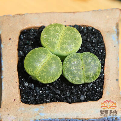 多肉植物c15A绿宝留玉岛田种2.5年生石花番杏科1.5cm左右爱萌多肉