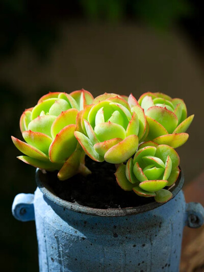 昊昊慧 多肉植物鸡蛋碧桃