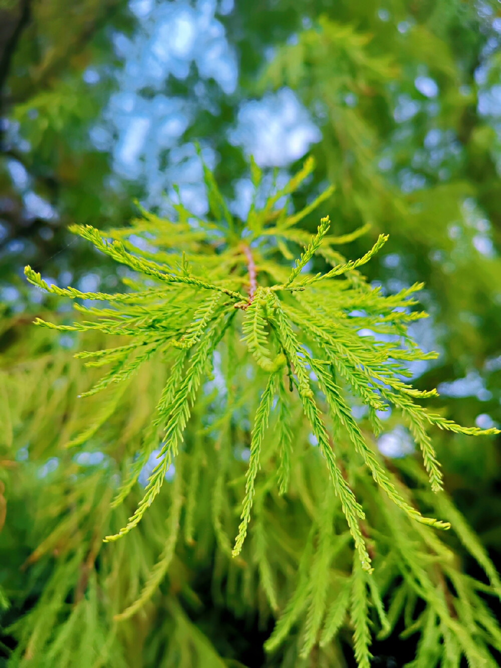 绿意