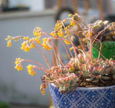 花月夜的花