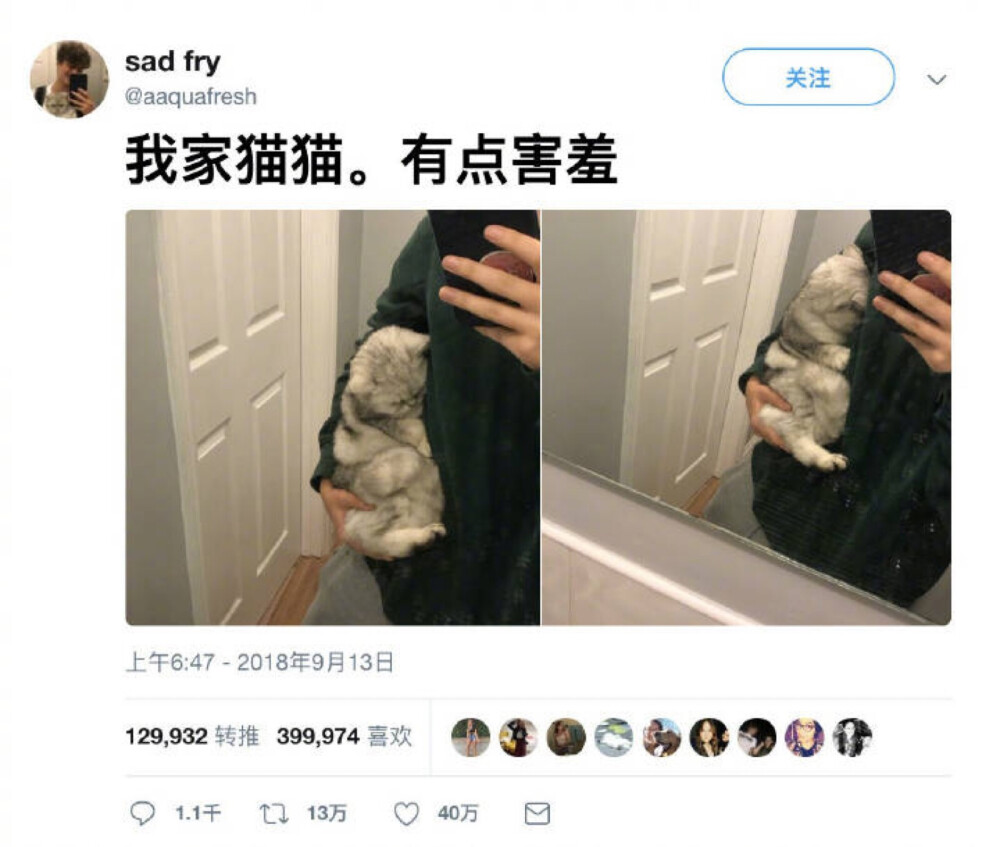 辛巴和其他的猫