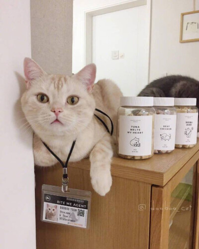 撸猫
戳赞跟我一起呀 ​​​