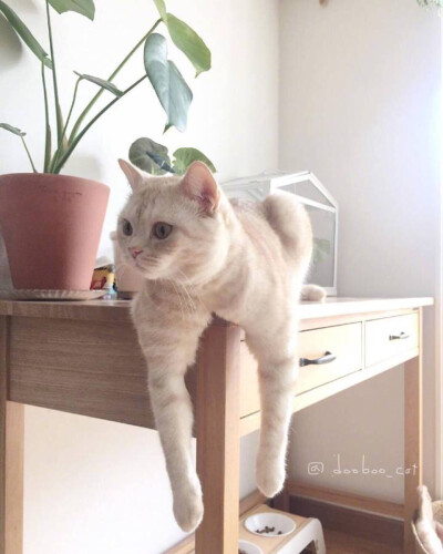 撸猫
戳赞跟我一起呀 ​​​