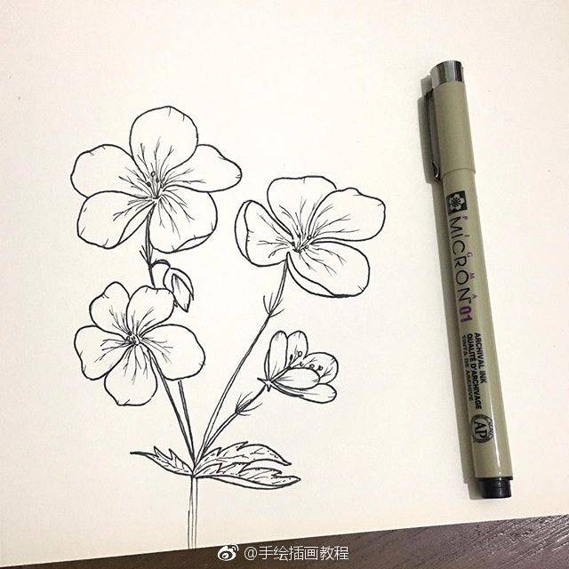 线描花卉