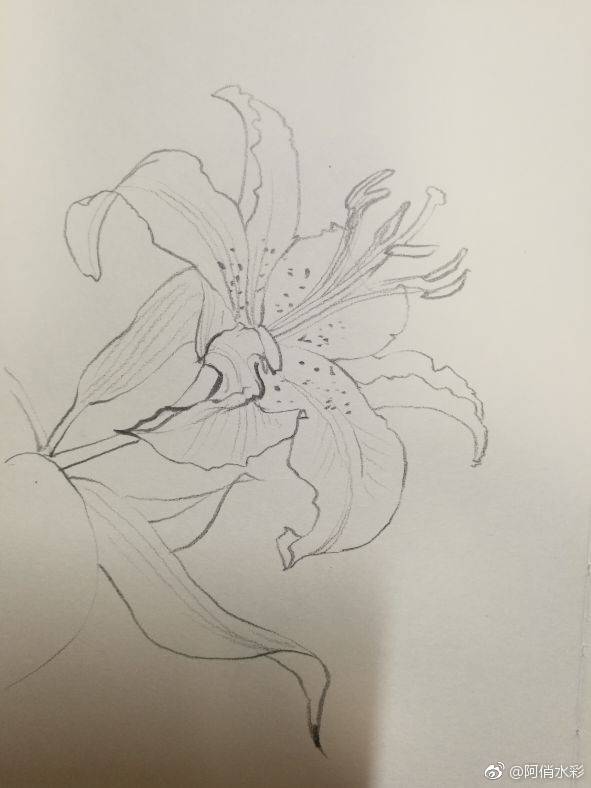 线描花卉