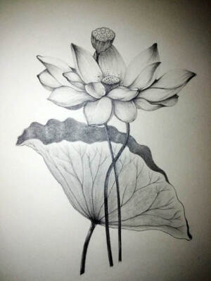 线描花卉