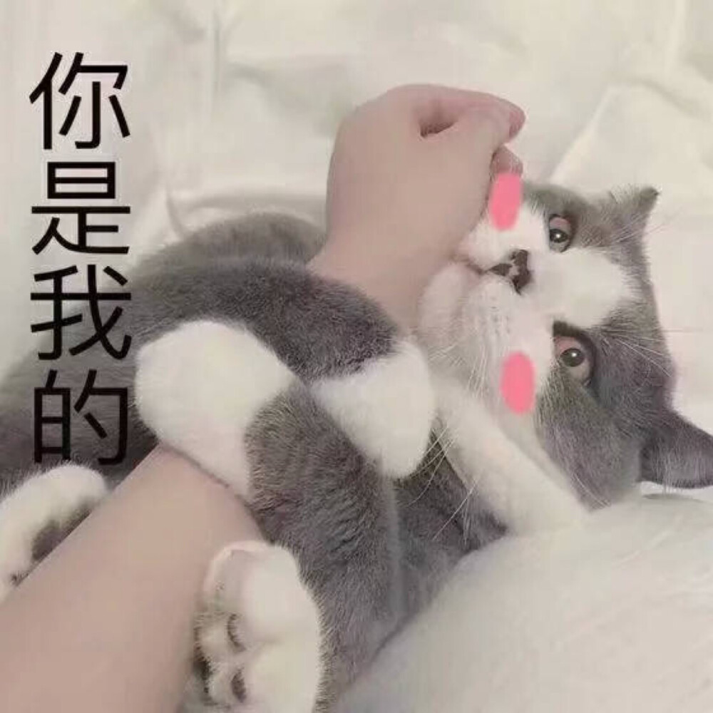 猫猫 表情 你是我的