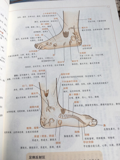 穴位图
