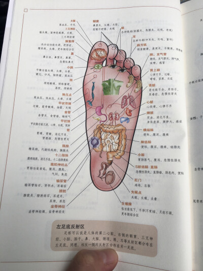 穴位图