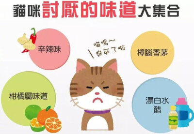 关于猫咪的一些小知识，铲屎新手值得一看！