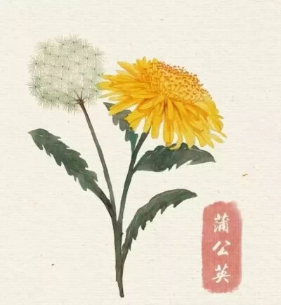 花卉 临摹素材 水彩 蒲公英