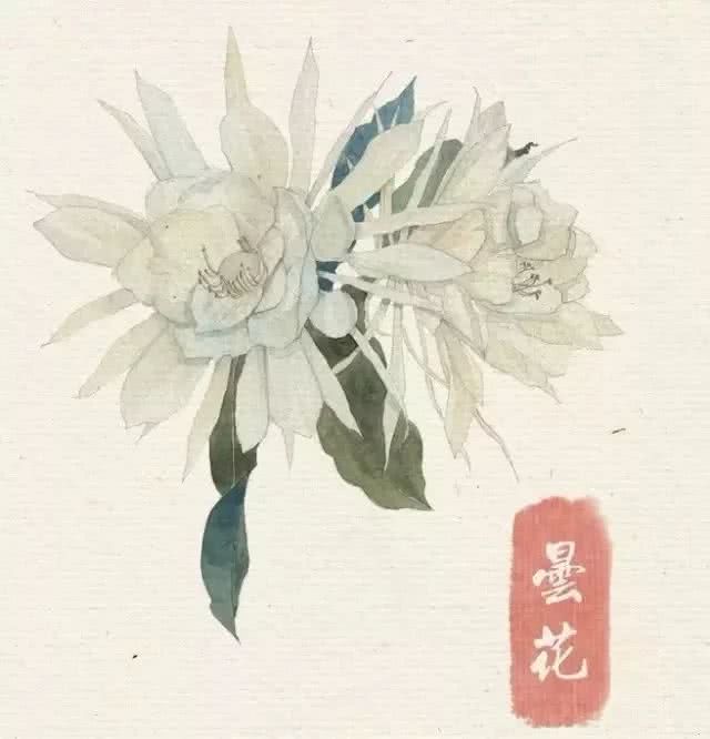 花卉 临摹素材 水彩 昙花