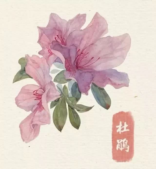 花卉 临摹素材 水彩 杜鹃花