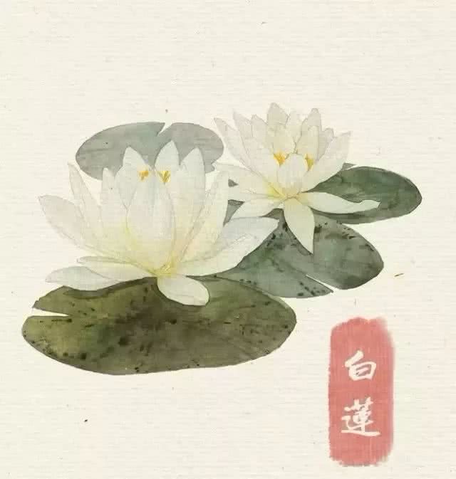 花卉 临摹素材 水彩 白莲花