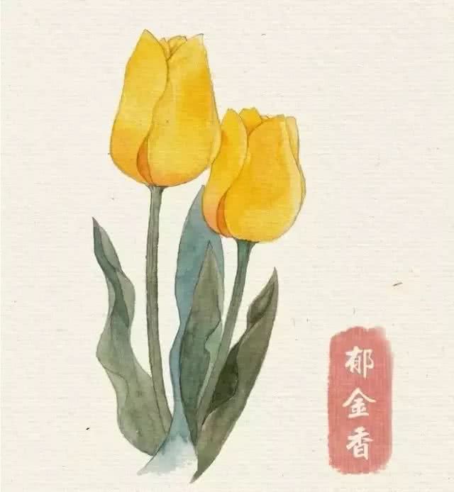 花卉 临摹素材 水彩 郁金香