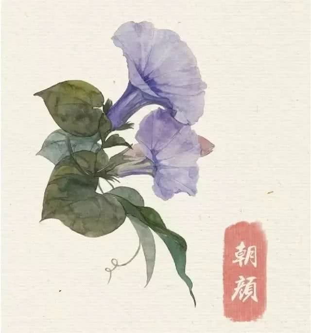 花卉 临摹素材 水彩 喇叭花 朝颜