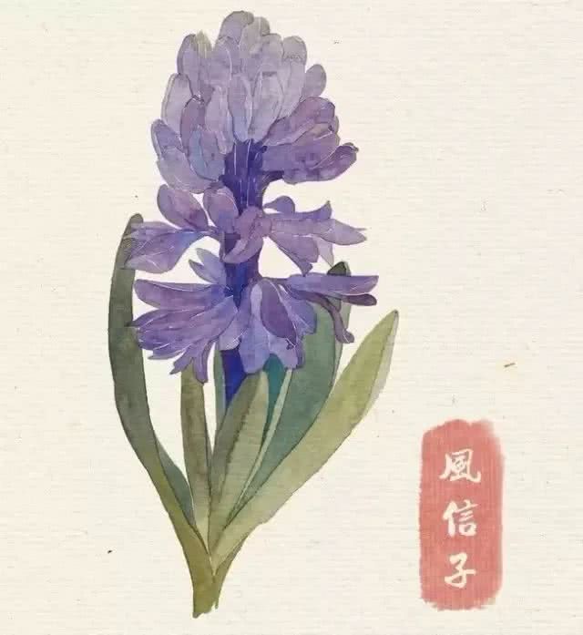 花卉 临摹素材 水彩 风信子