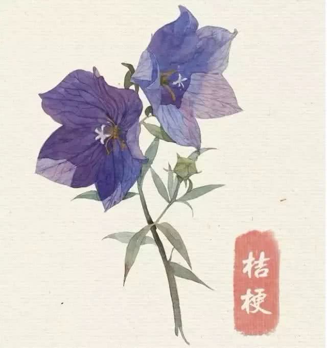 花卉 临摹素材 水彩 桔梗