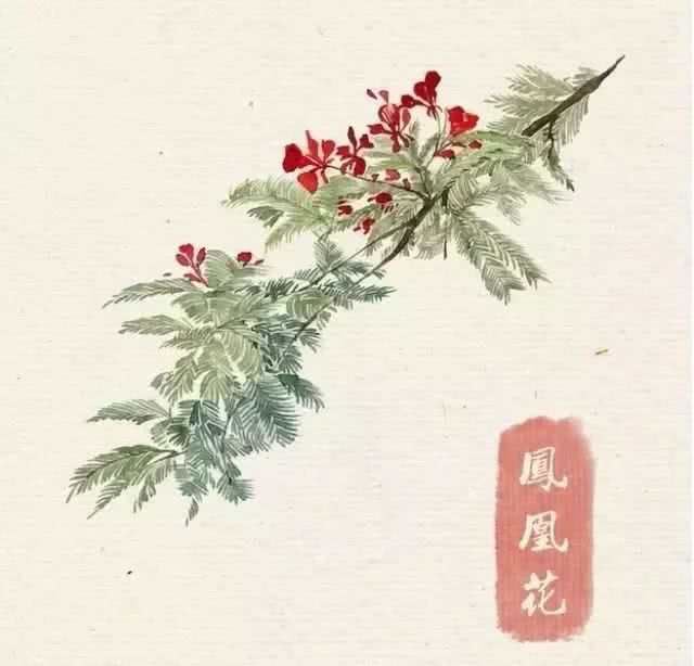 花卉 临摹素材 水彩 凤凰花