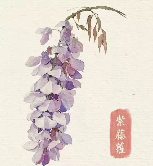 花卉 临摹素材 水彩 紫藤萝