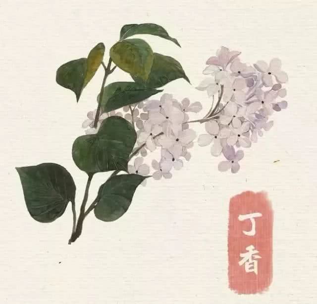 花卉 临摹素材 水彩 丁香花