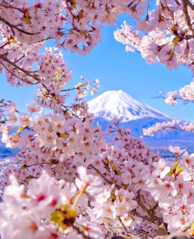 日本，富士山，樱花