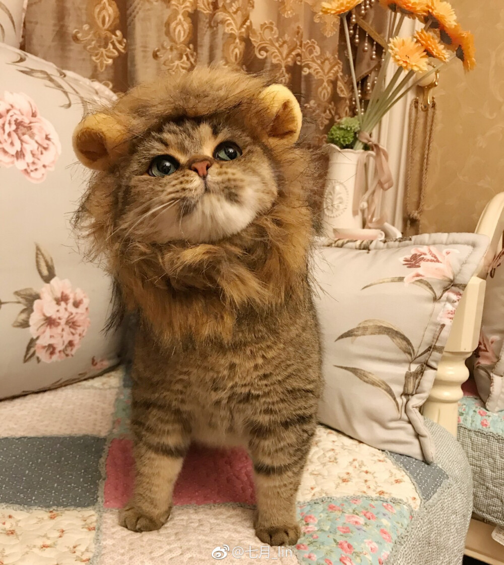 小狮子猫