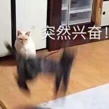 @阿七
高糊猫