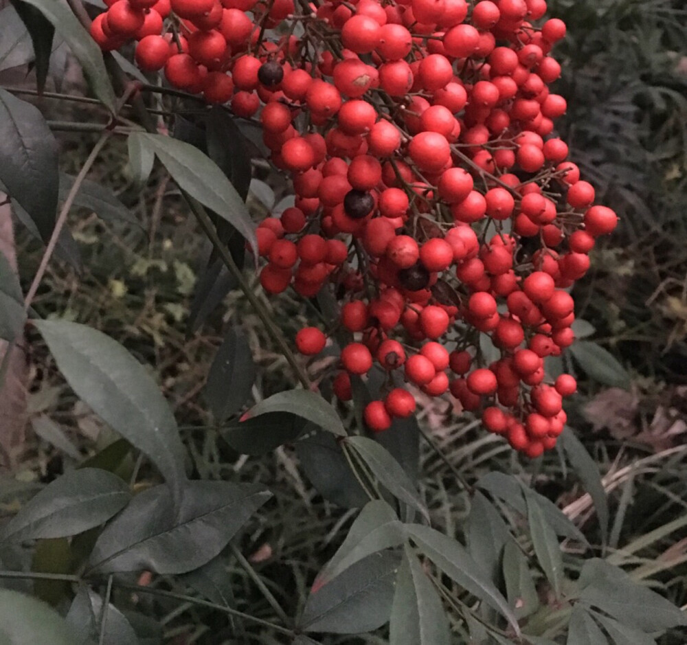 2018.11.30。红红火火又一年