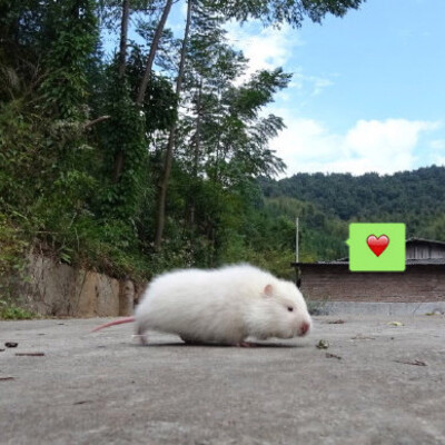 竹鼠 沙雕情头