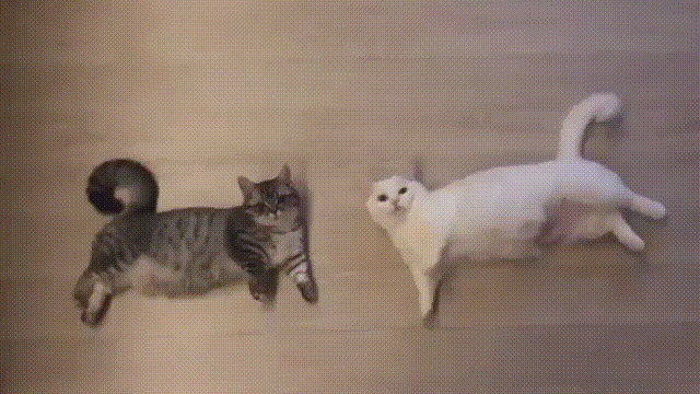 动图 Gif 猫咪