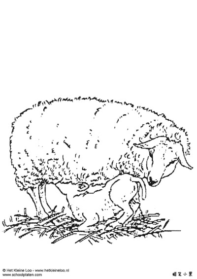 ewe and lamb儿童涂色画图片