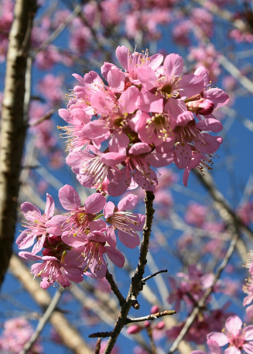 昆明的樱花已经开了 （昆明の桜はもう咲いています）