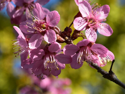 昆明的樱花已经开了 （昆明の桜はもう咲いています）