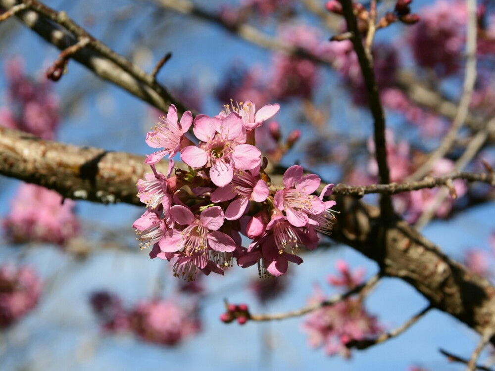 昆明的樱花已经开了 （昆明の桜はもう咲いています）