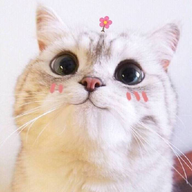 猫咪